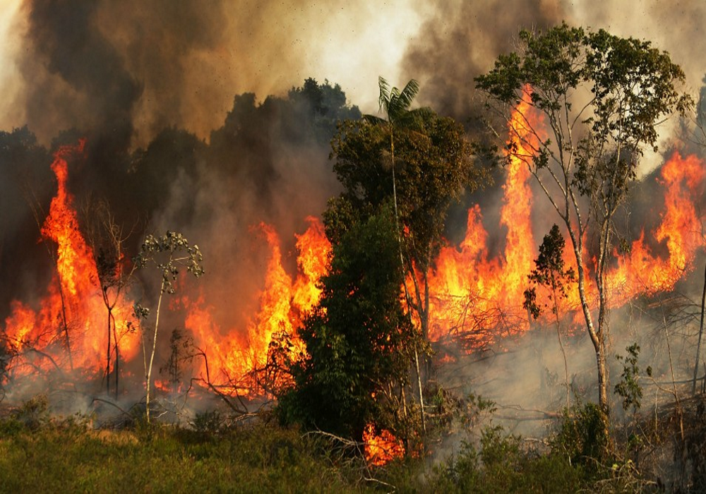 Climate Change - Amazon Fires
